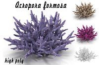 Acropora formosa