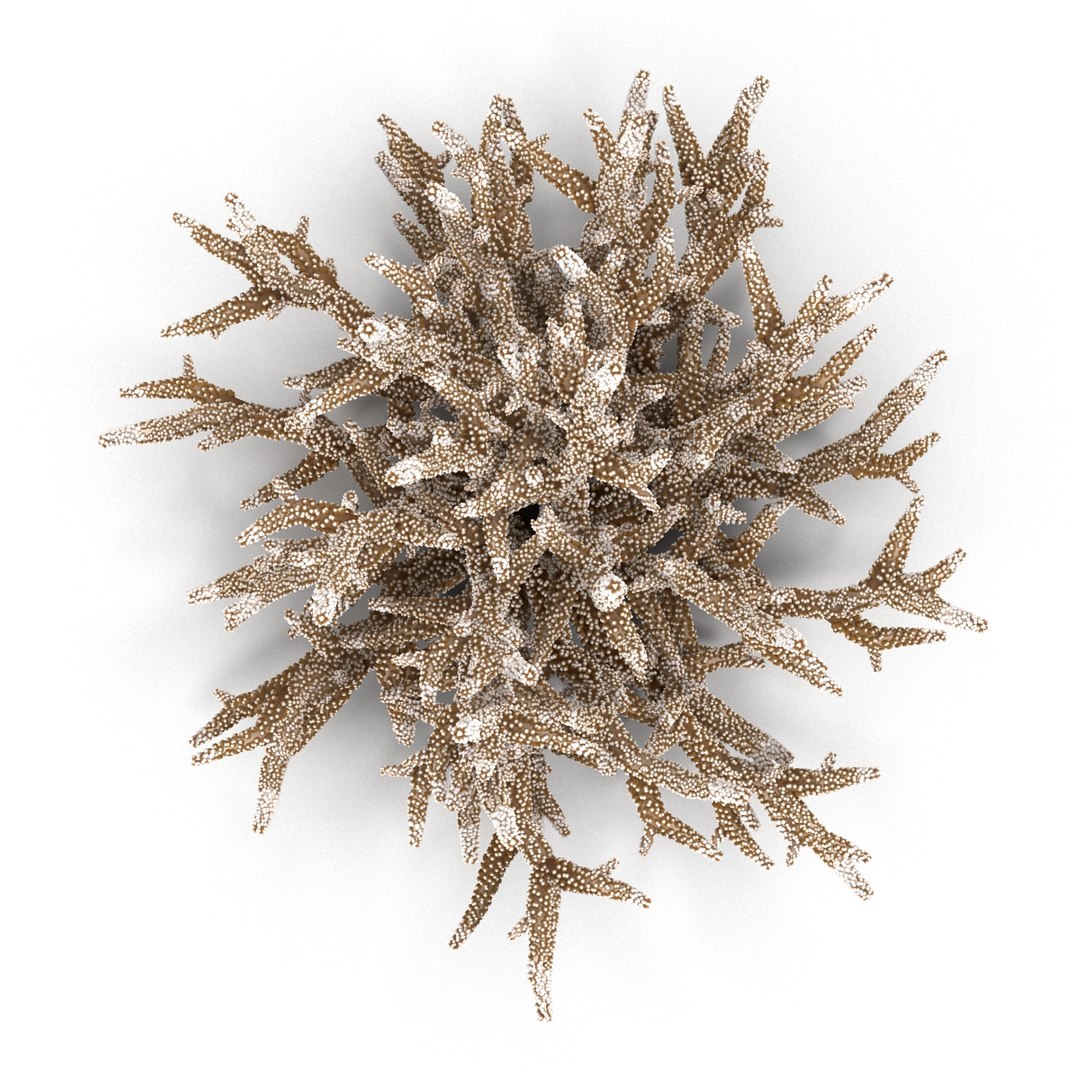 Sea Acropora Formosa Max
