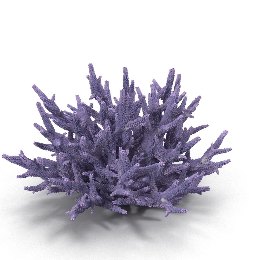 Sea Acropora Formosa Max