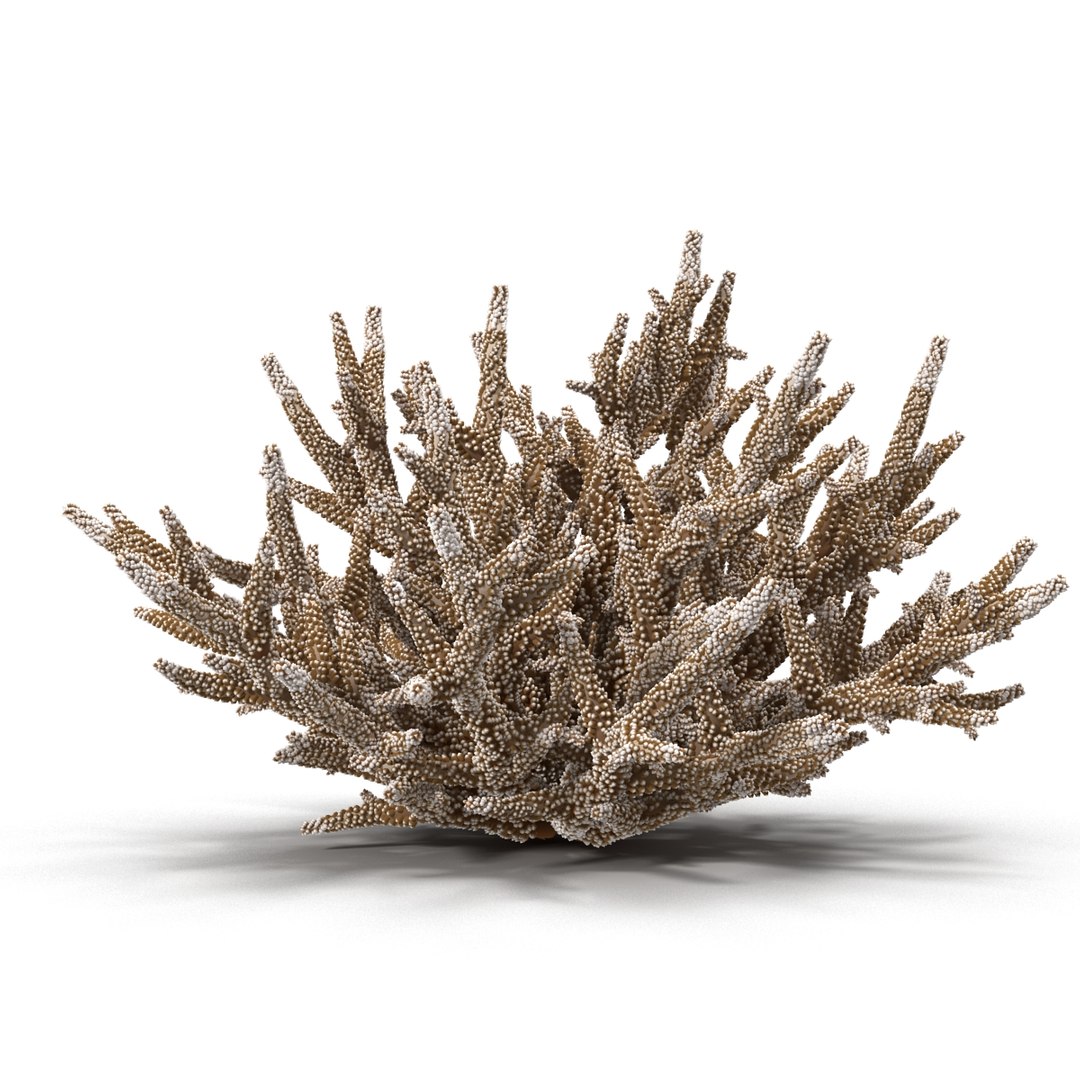 Sea Acropora Formosa Max