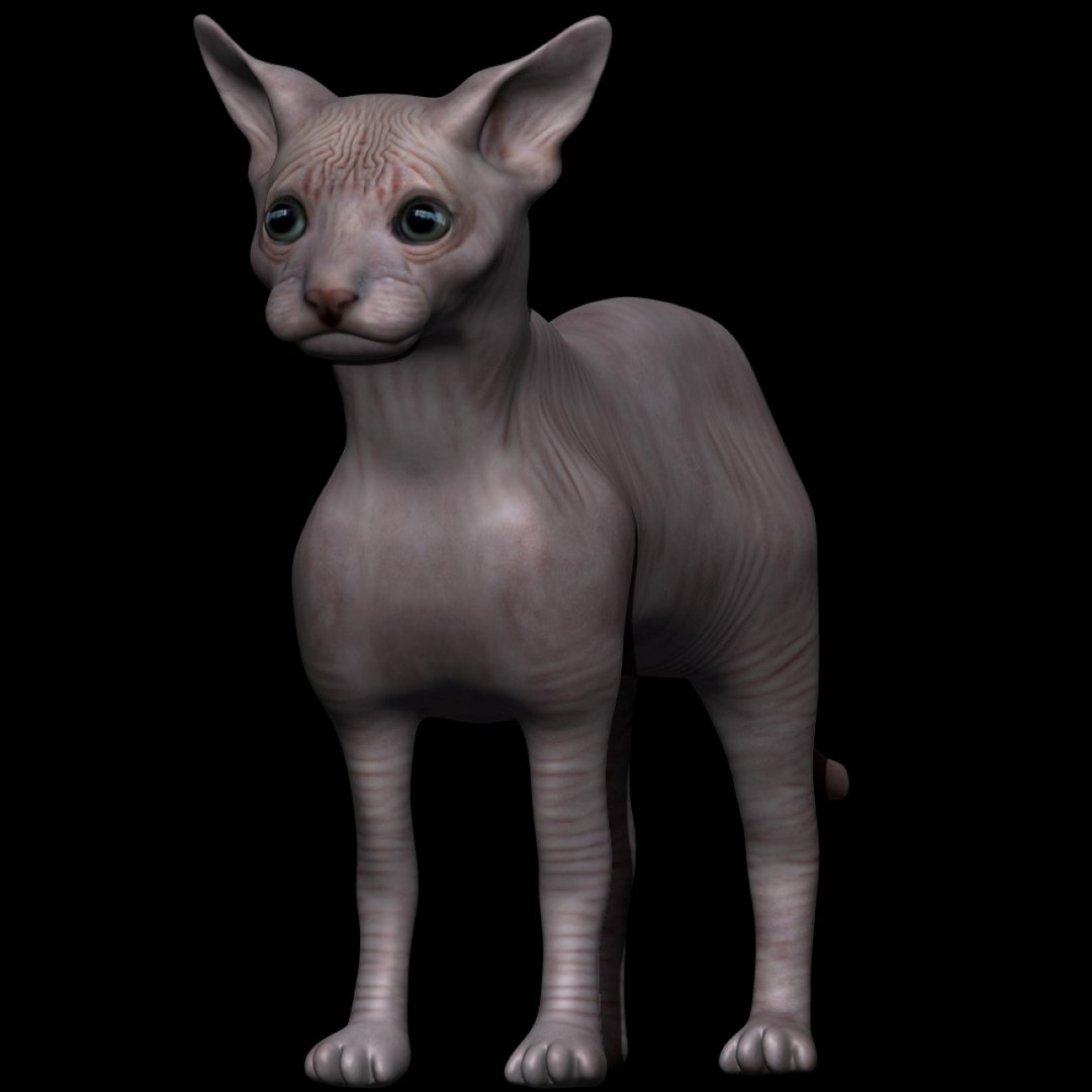 3d fully rigged sphynx cat https://p.turbosquid.