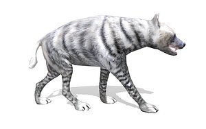 wild animal white hyena 3D model