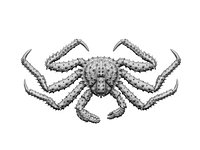 Crab king relief 3d print model 3D print model