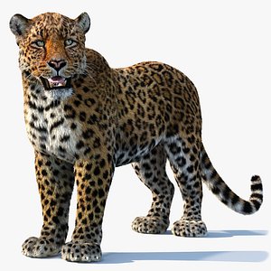 3D Leopard Rigged With Fur