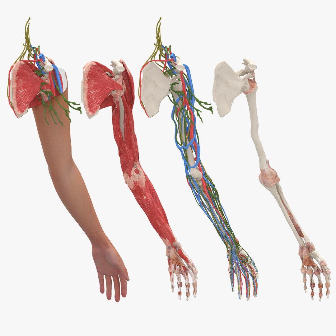 Arm Realistic Anatomy Female 3D model preview