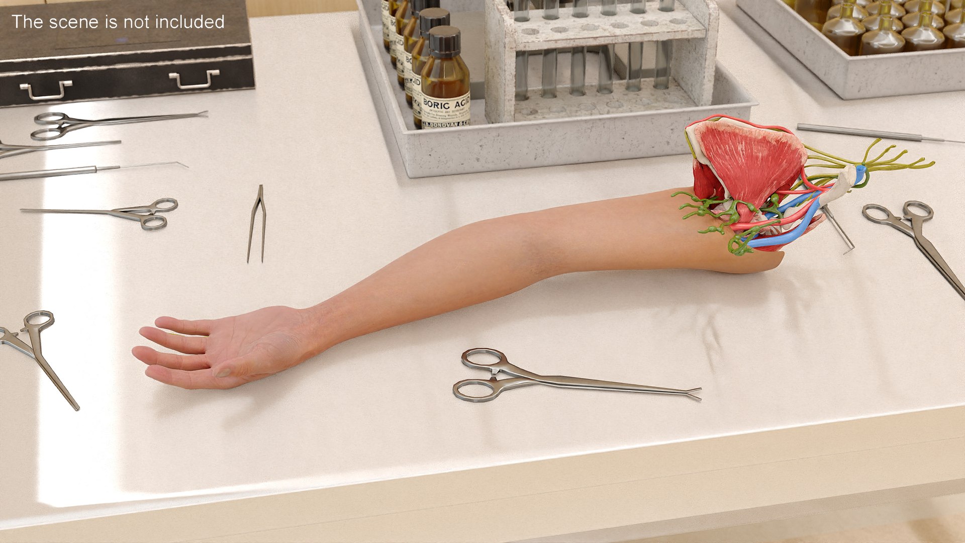 Arm Realistic Anatomy Female 3D Model - TurboSquid 2133341