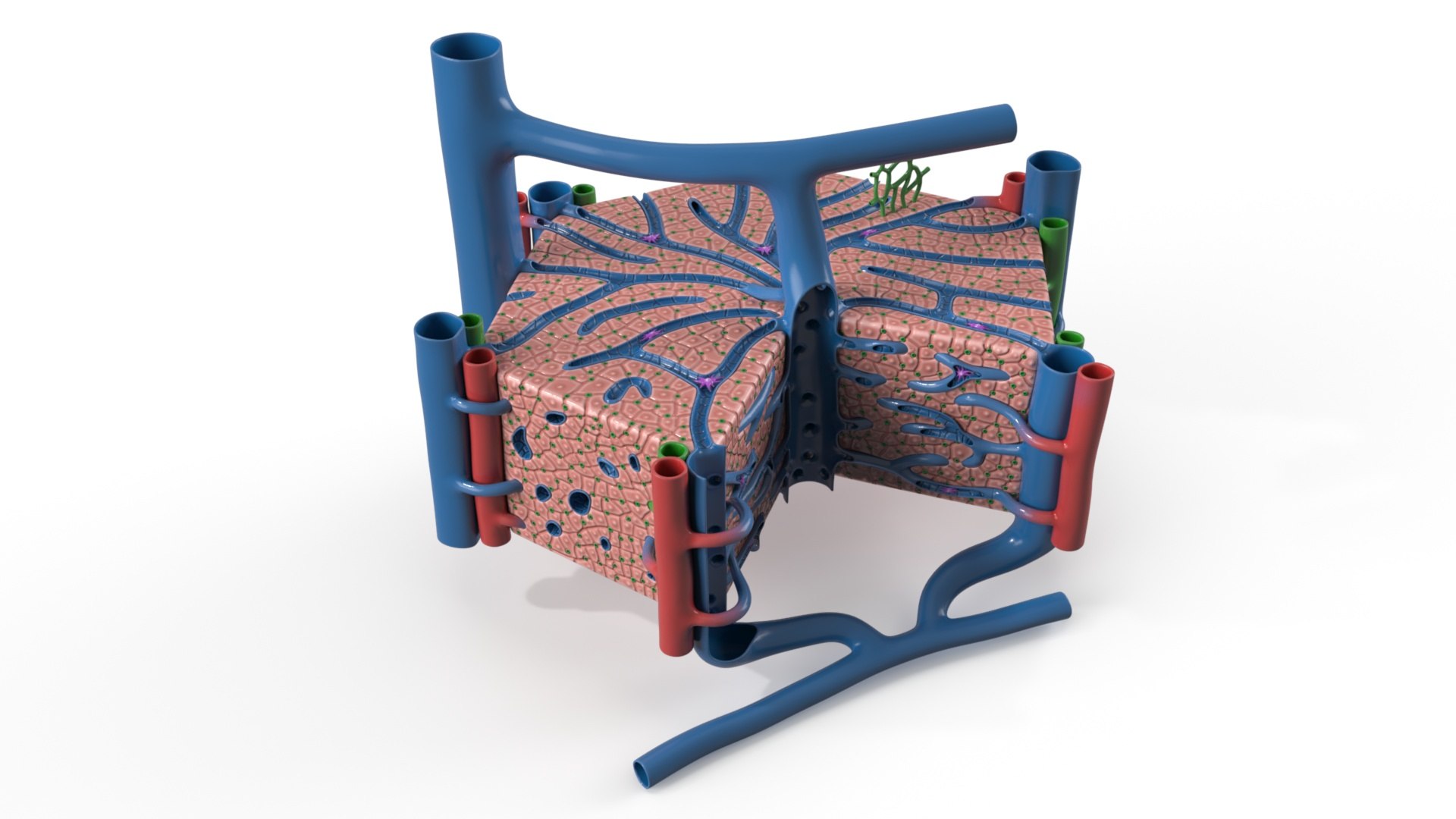 Anatomy of Liver Lobule 3D model preview