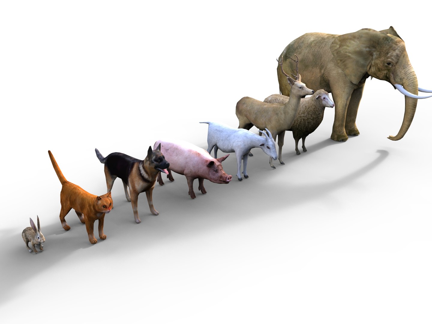 8 Animal 3d Model