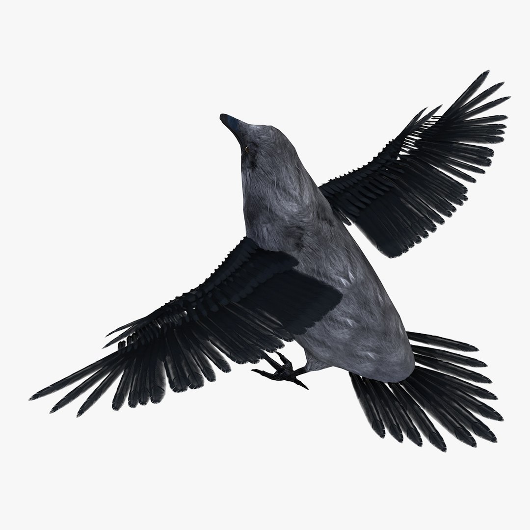 3D Model Raven Bird - TurboSquid 1536948