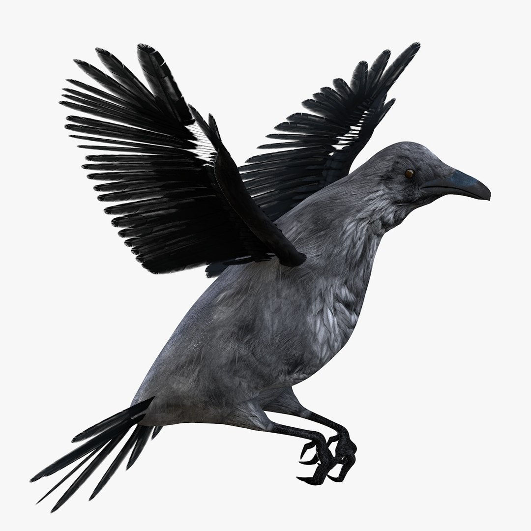 3D Model Raven Bird - TurboSquid 1536948