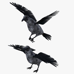 3D model raven bird