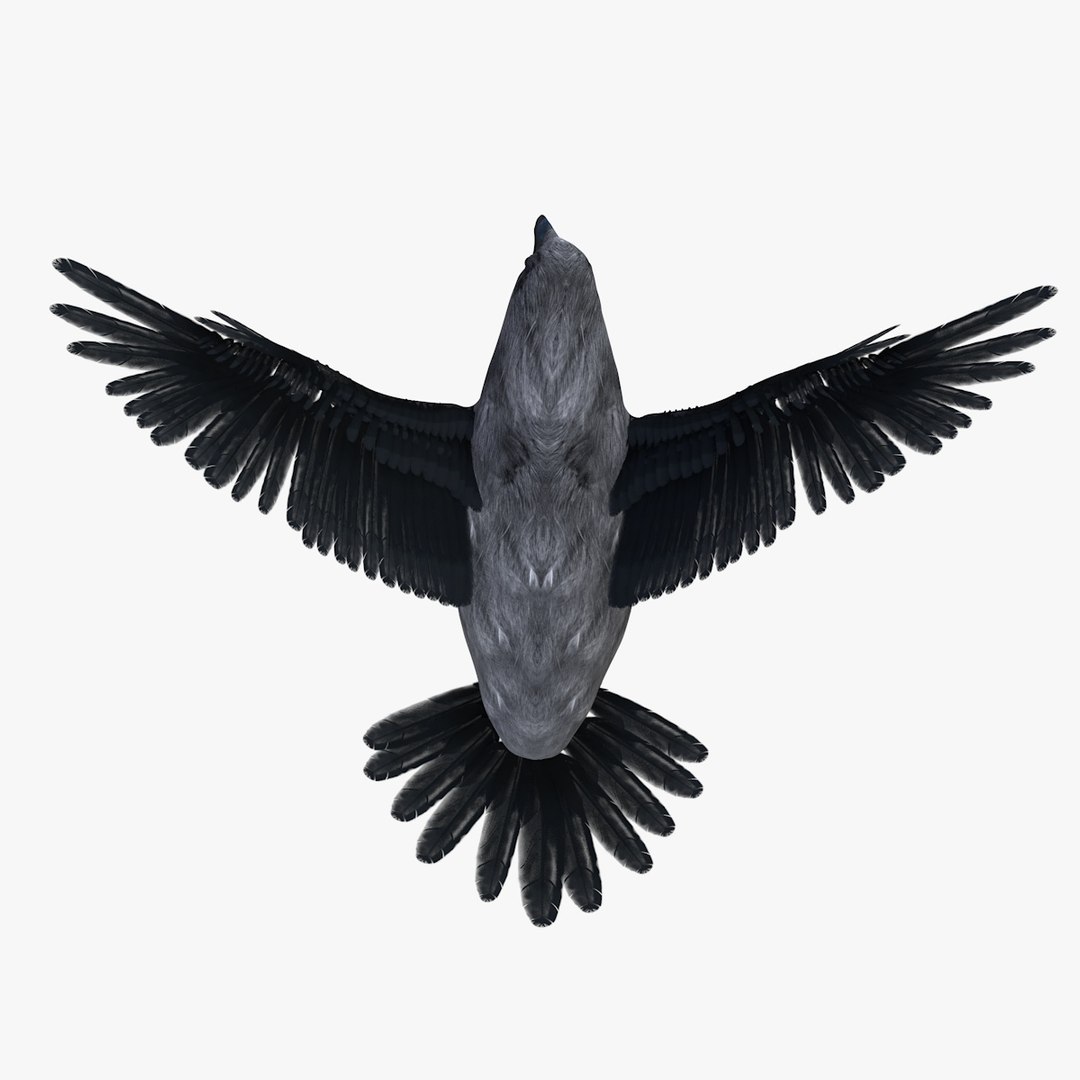 3D Model Raven Bird - TurboSquid 1536948