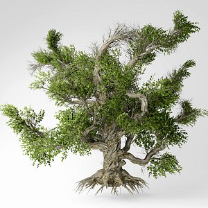 Old tree