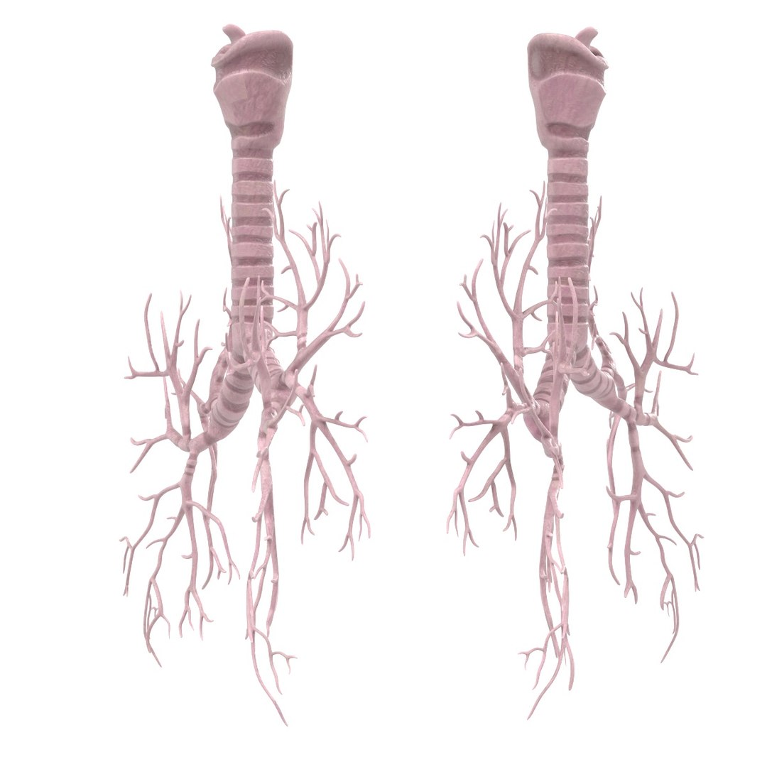 3d bronchi https://p.turbosquid.com/ts-thumb/KZ/joqd6q/lz1E6vaK/bronchic/jpg/1455792770/1920x1080/fit_q87/f685cae403715f2c03e9f9f70204a4607e91095a/bronchic.jpg