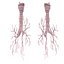 3d bronchi
