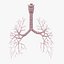 3d bronchi