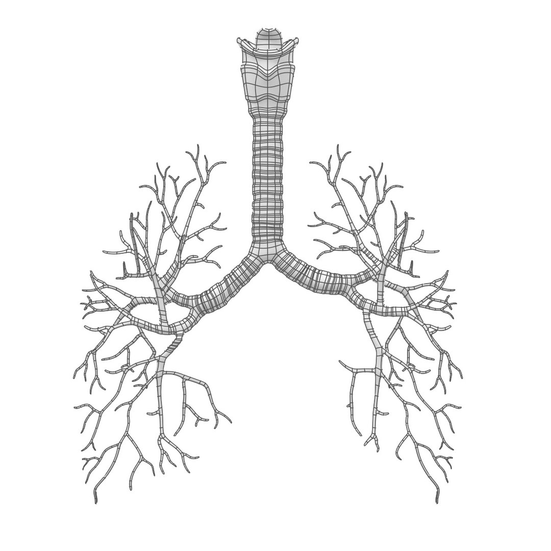 3d bronchi https://p.turbosquid.com/ts-thumb/KZ/joqd6q/qvRuh4og/bronchiw/jpg/1455792770/1920x1080/fit_q87/c92279cd85e3de48548d452184e5277bf4c6201f/bronchiw.jpg