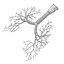 3d bronchi