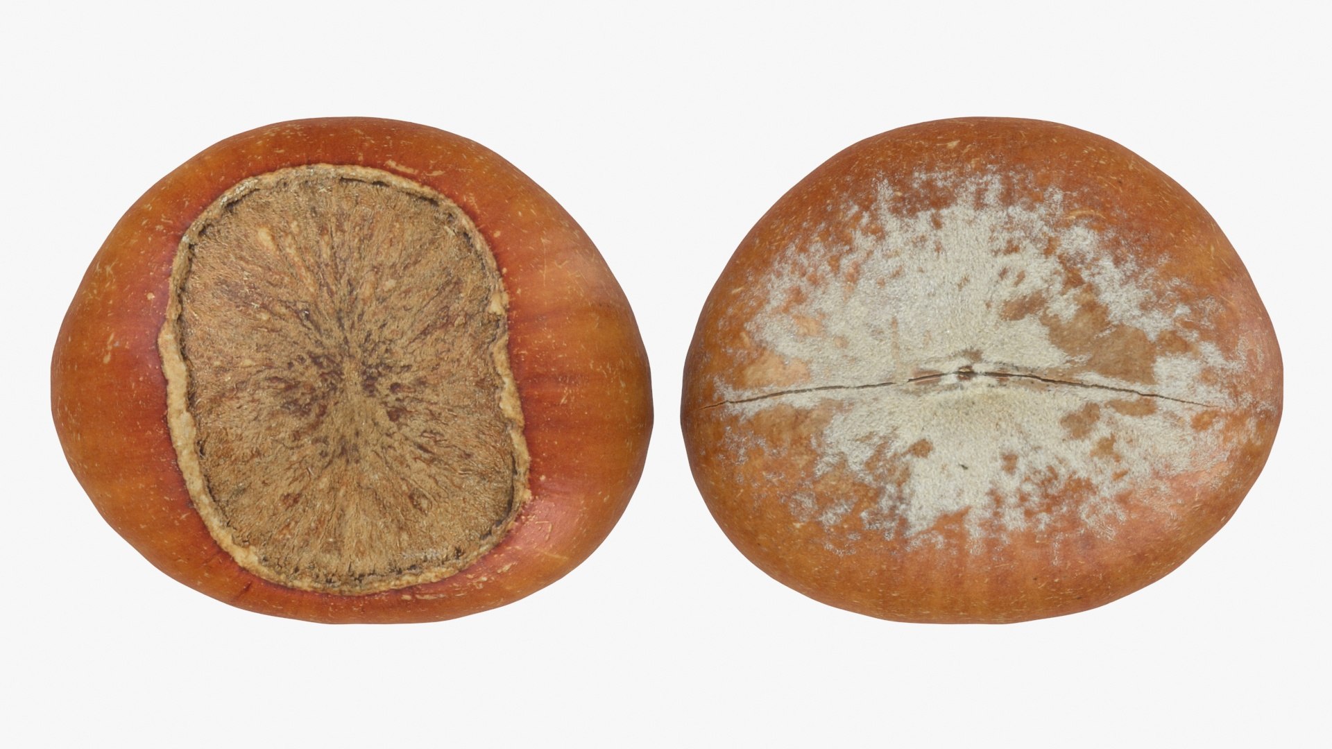 Hazelnuts in Shell 3D model https://p.turbosquid.com/ts-thumb/KZ/oapnL8/LK/hazelnutshell02_b0023/jpg/1728917981/1920x1080/fit_q87/7749ed661dcbc65cf07a5a101107bfce8834e28a/hazelnutshell02_b0023.jpg