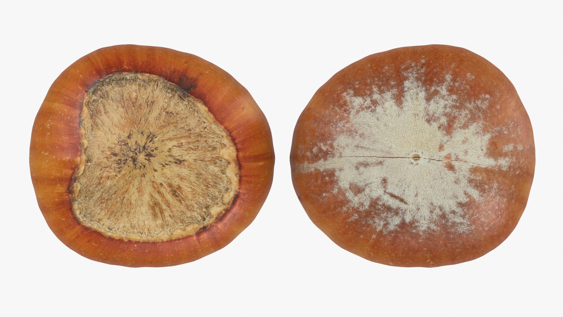 Hazelnuts in Shell 3D model https://p.turbosquid.com/ts-thumb/KZ/oapnL8/Ln/hazelnutshell02_b0024/jpg/1728917983/1920x1080/fit_q87/0961c35a82075eafc2c993ca58b85c202a1e25aa/hazelnutshell02_b0024.jpg
