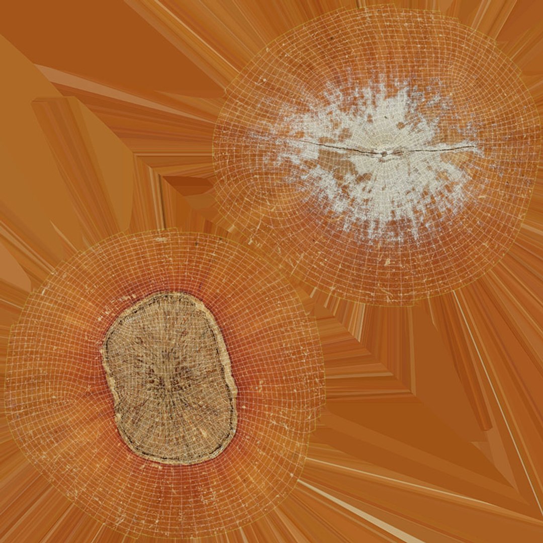 Hazelnuts in Shell 3D model https://p.turbosquid.com/ts-thumb/KZ/oapnL8/eF/hazelnutshell02_d0004/jpg/1728917985/1920x1080/fit_q87/f0add55002a2f81d5d8e448a37af8e99457d4a9f/hazelnutshell02_d0004.jpg