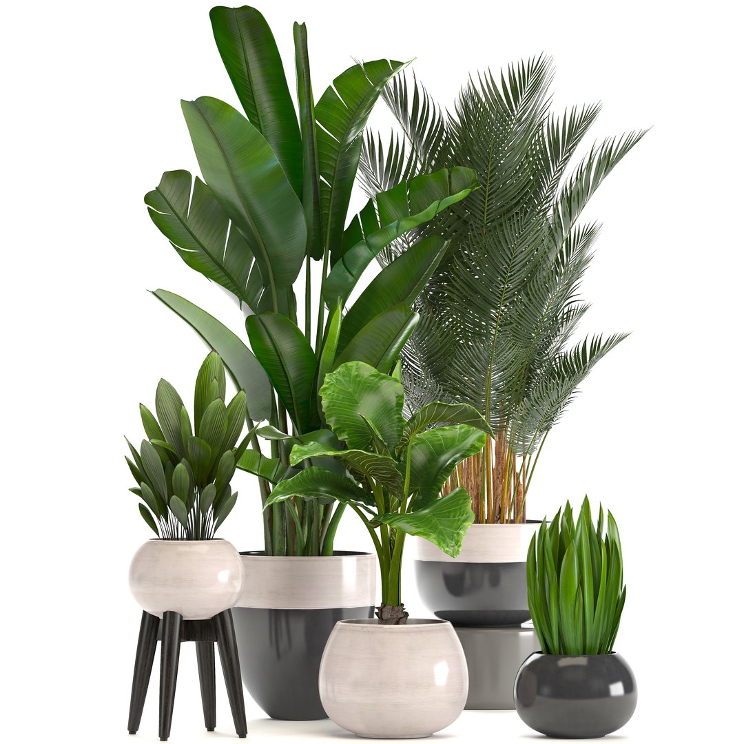 3D Ornamental Plants Pots - TurboSquid 1296331