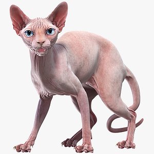 Sphynx Cat 2 Rigged