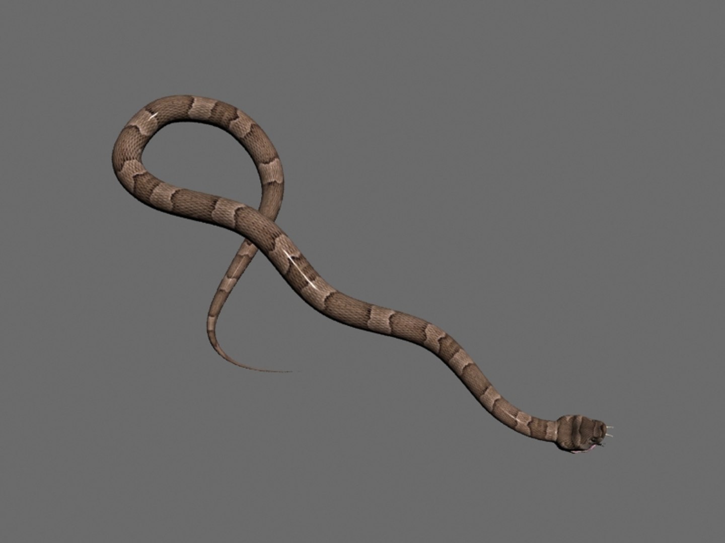 snake 3d max https://p.turbosquid.com/ts-thumb/KZ/zLVk0j/MDJDMXpV/prew3/jpg/1415123465/1920x1080/fit_q87/3ffd0340857e1421d3d2c6d67299aaff5d5db186/prew3.jpg