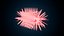 bacteria