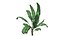 Banana Plant Collection