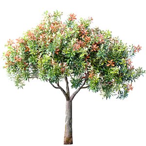 3D Decorative Evergreen Beautiful Garden Outdoor Tree Shrub model