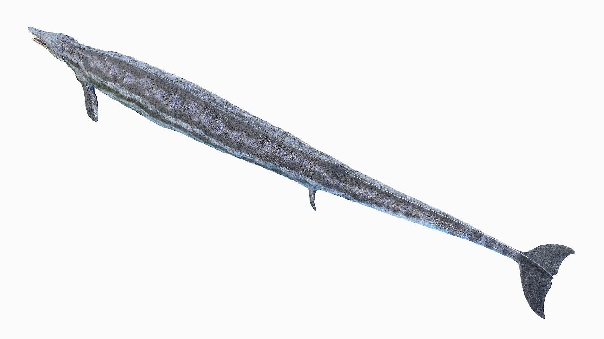 3D Basilosaurus - TurboSquid 1705985