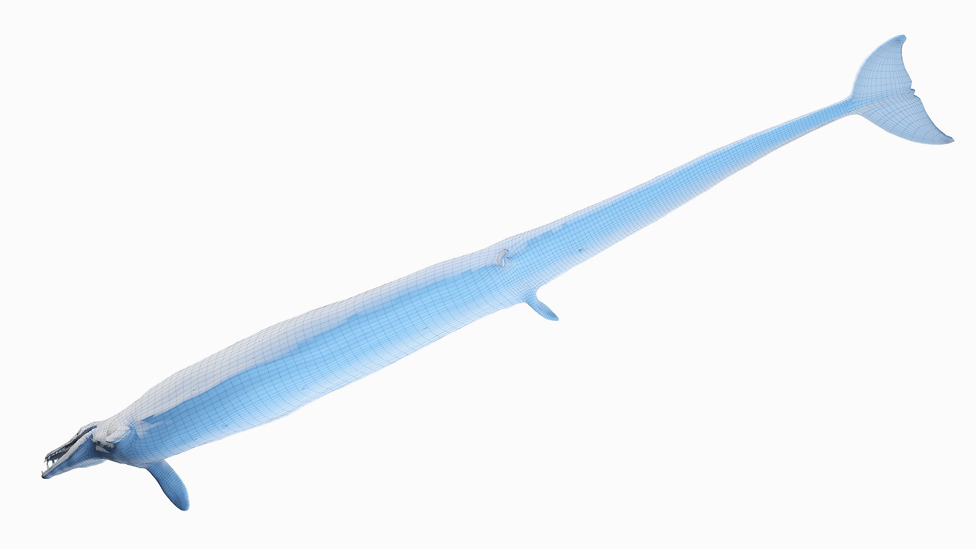 3D Basilosaurus - TurboSquid 1705985