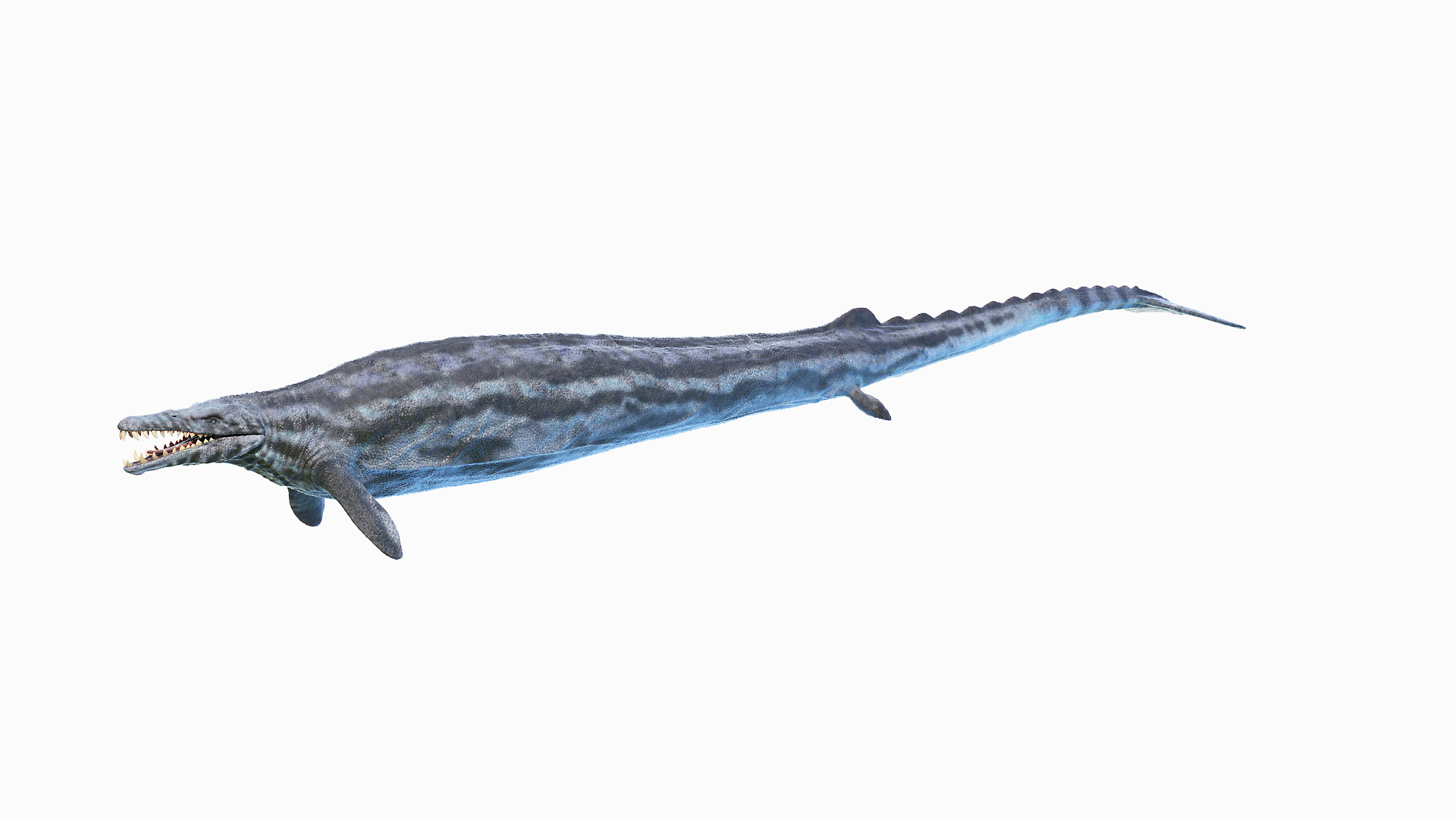 3D Basilosaurus TurboSquid 1705985