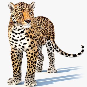 3D Leopard Rigged