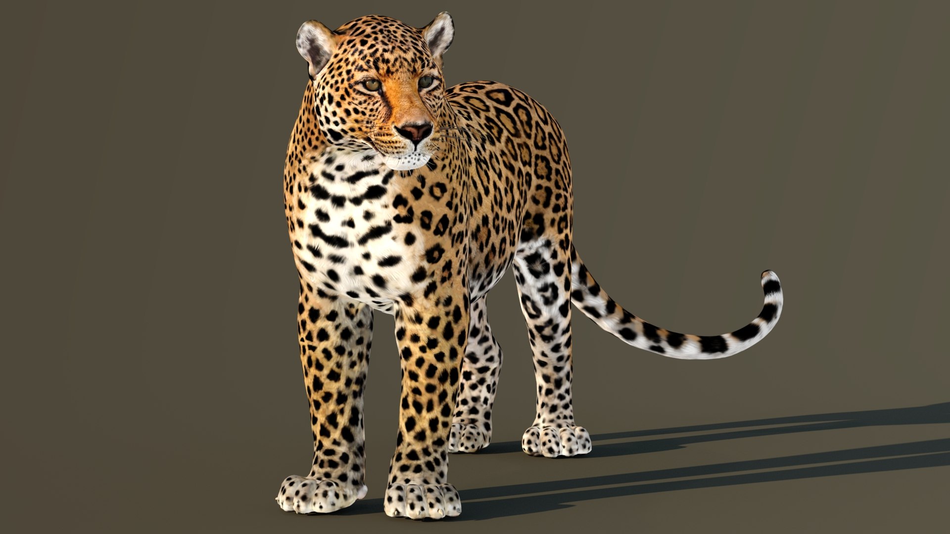 3D Leopard Rigged https://p.turbosquid.com/ts-thumb/Ka/I3Cout/H3/leopard_3d_model_rigged01/jpg/1636651095/1920x1080/fit_q87/9c0f1fe53bc152caeab6fb3953441fe05c095b55/leopard_3d_model_rigged01.jpg