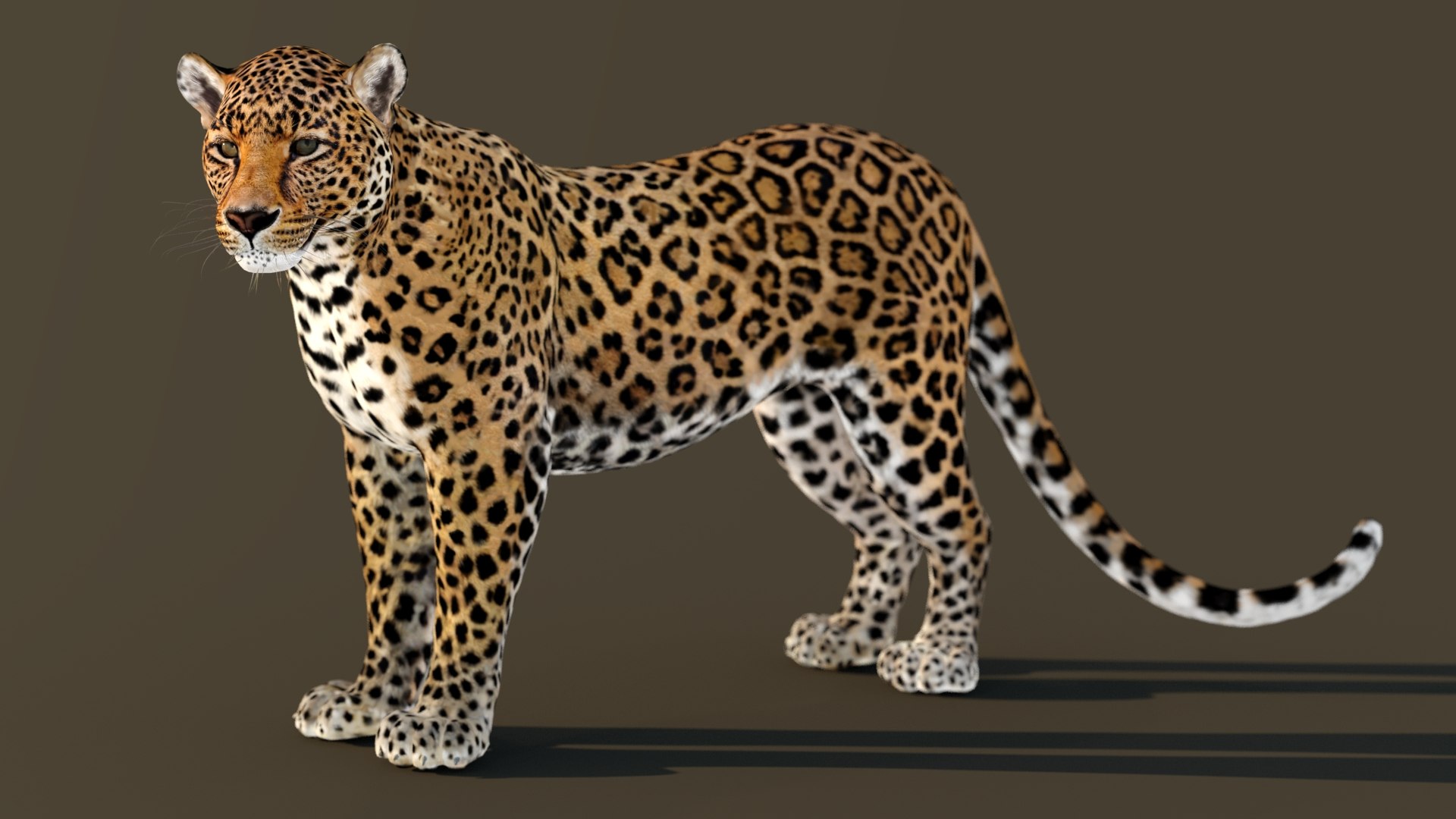 3D Leopard Rigged https://p.turbosquid.com/ts-thumb/Ka/I3Cout/Sx/leopard_3d_model_rigged05/jpg/1636651101/1920x1080/fit_q87/334d3d5790b921ff93ca88a2ded7b82a5224902e/leopard_3d_model_rigged05.jpg
