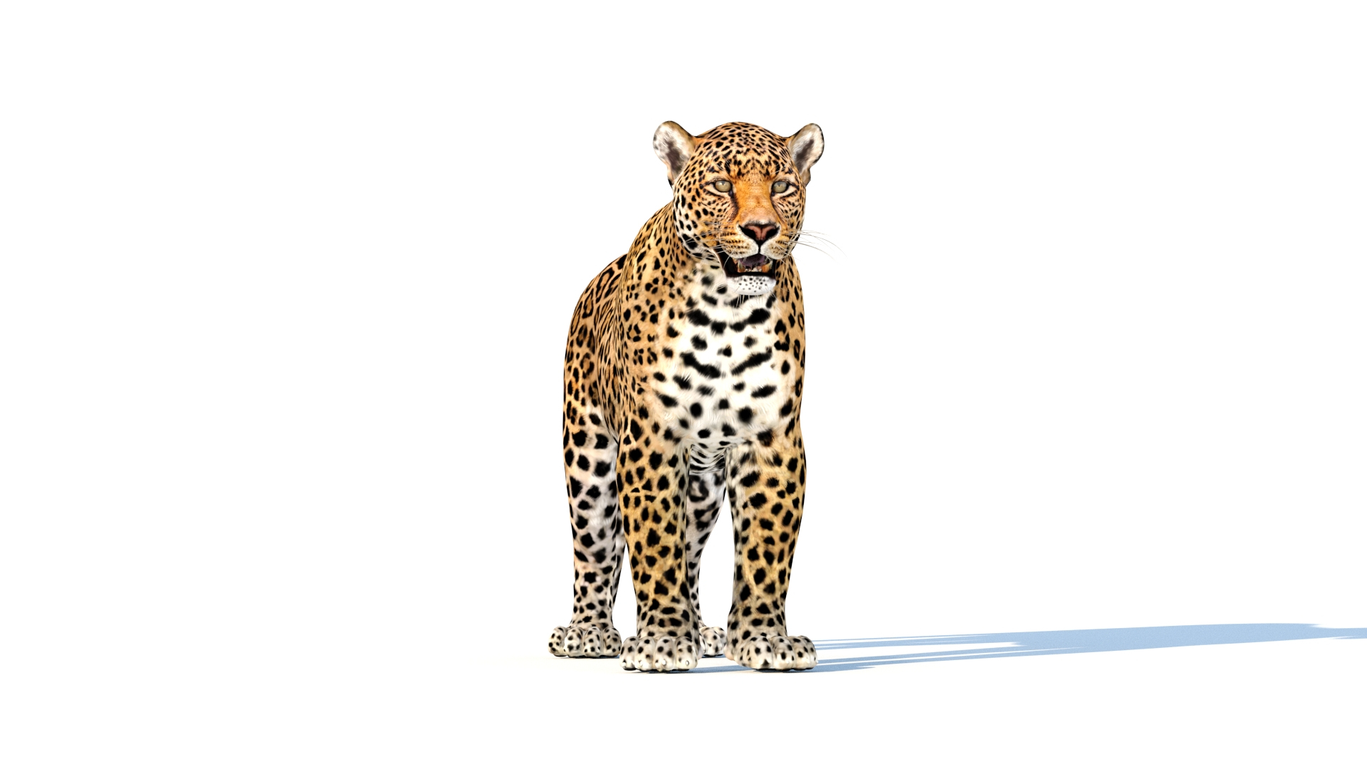 3D Leopard Rigged https://p.turbosquid.com/ts-thumb/Ka/I3Cout/ci/leopard_3d_model_360_white_bg/jpg/1636651163/1920x1080/turn_fit_q99/a5aaab44d152c28ef5bf1ac22647e0c813823ddf/leopard_3d_model_360_white_bg-1.jpg