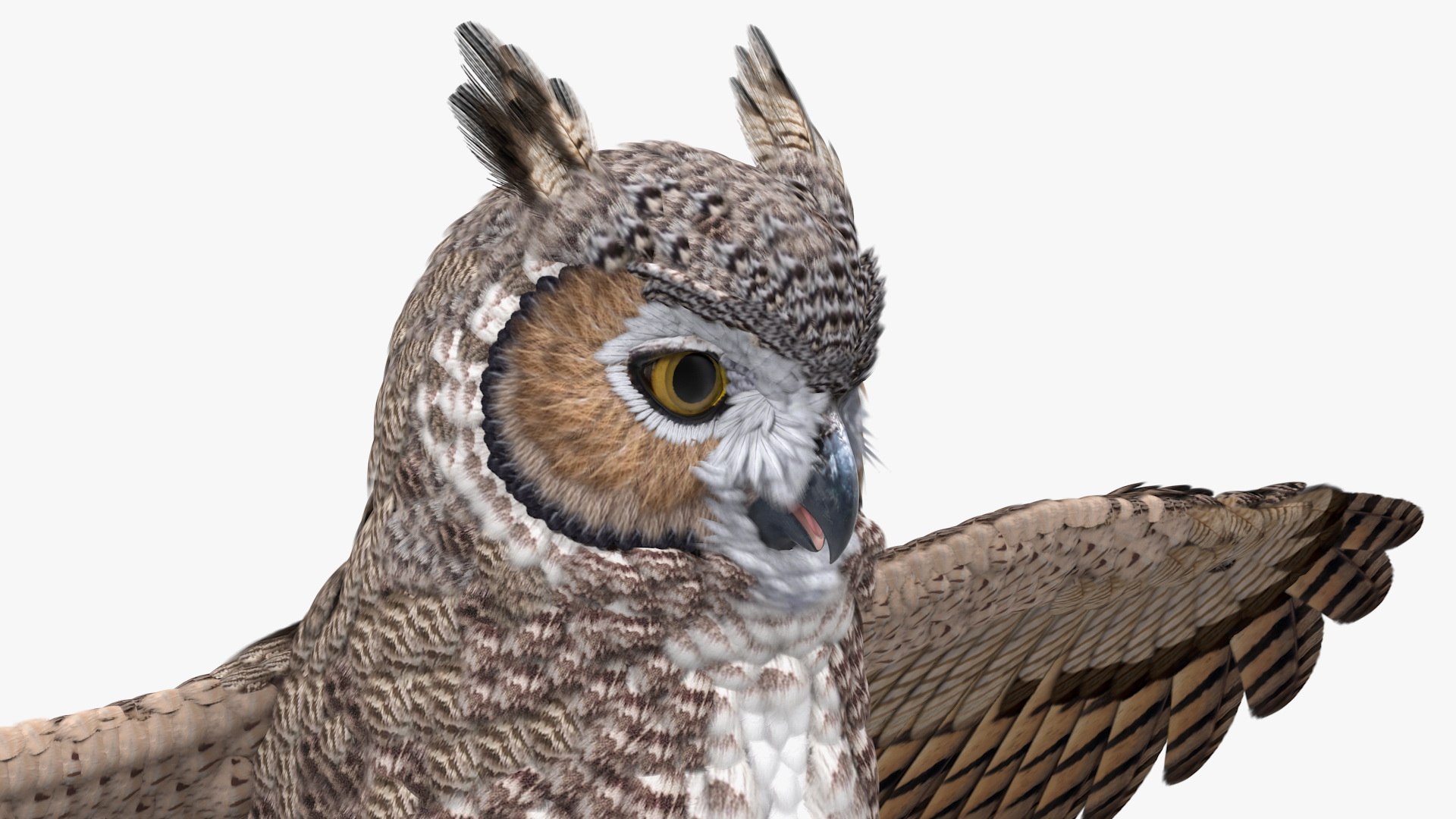great horned owl rigged 3D model https://p.turbosquid.com/ts-thumb/Ka/WfoUja/7GXHcowu/greathornedowlriggedvray3dmodel018/jpg/1583881075/1920x1080/fit_q87/dcd1719659dce72b161287376d7e5b621961f5c7/greathornedowlriggedvray3dmodel018.jpg