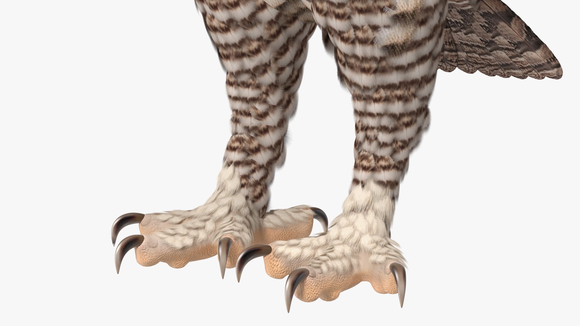 great horned owl rigged 3D model https://p.turbosquid.com/ts-thumb/Ka/WfoUja/IjMl4Io5/greathornedowlriggedvray3dmodel019/jpg/1583881077/1920x1080/fit_q87/5bbdd02217f2da100b584ffb1998646e57cc3592/greathornedowlriggedvray3dmodel019.jpg