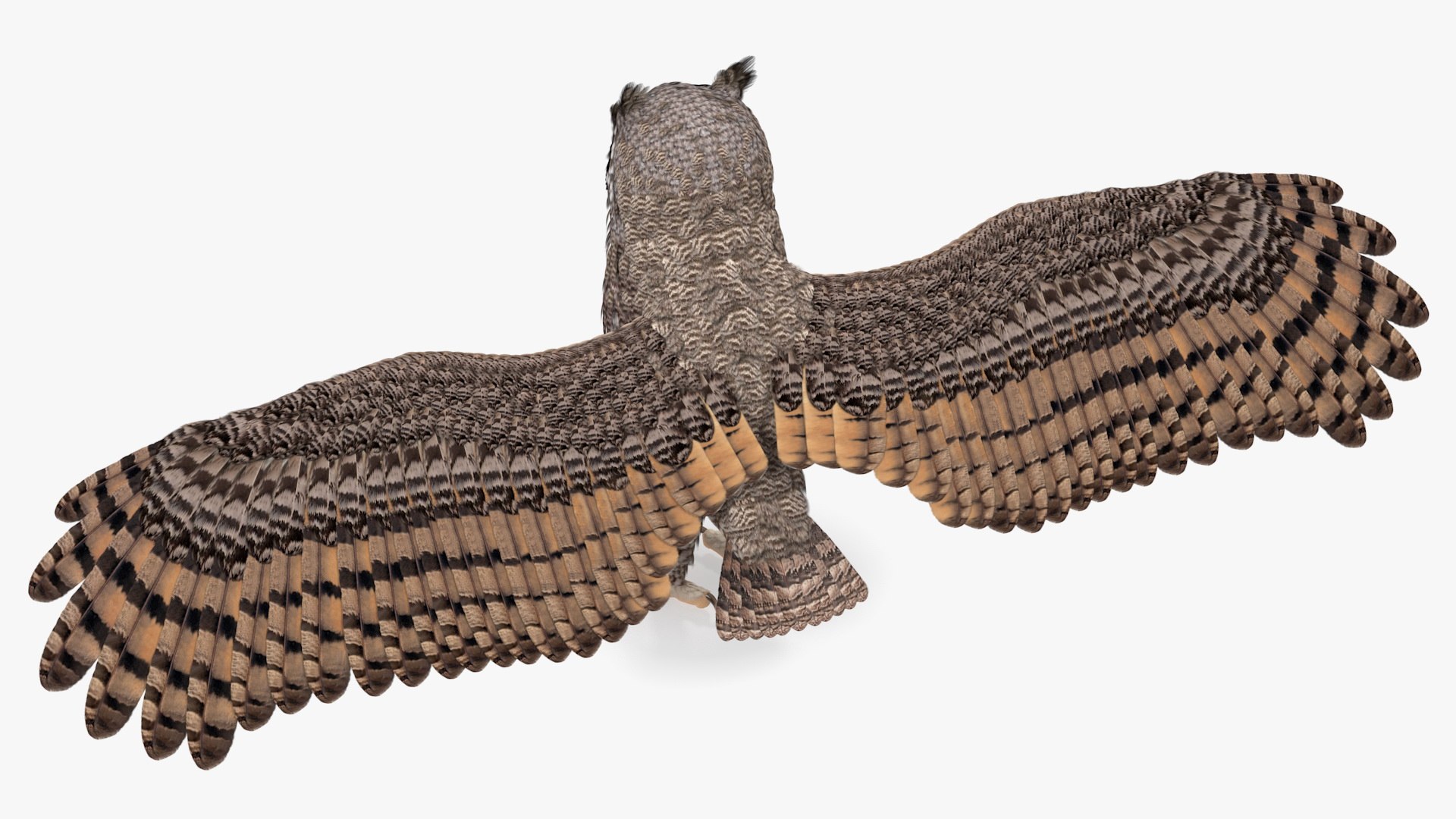 great horned owl rigged 3D model https://p.turbosquid.com/ts-thumb/Ka/WfoUja/SrohQ1Os/greathornedowlriggedvray3dmodel015/jpg/1583881062/1920x1080/fit_q87/1e6c5ba4630f3aabedbb38deea401691e1b82db2/greathornedowlriggedvray3dmodel015.jpg