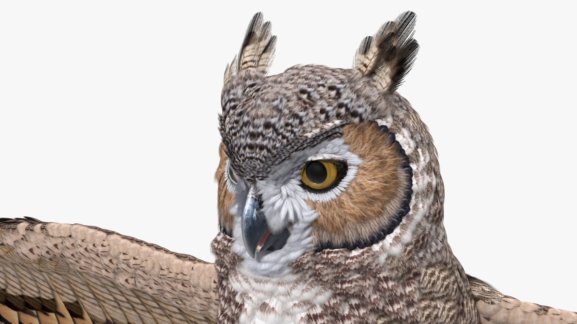 great horned owl rigged 3D model https://p.turbosquid.com/ts-thumb/Ka/WfoUja/aJ87uNDR/greathornedowlriggedvray3dmodel017/jpg/1583881072/1920x1080/fit_q87/6487e30a9c299ebf4dae544e246078249e734483/greathornedowlriggedvray3dmodel017.jpg