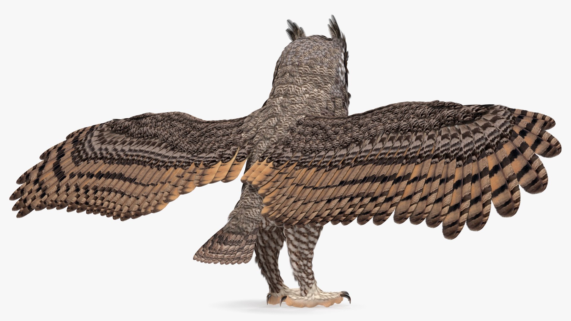 great horned owl rigged 3D model https://p.turbosquid.com/ts-thumb/Ka/WfoUja/aiNS90Ku/greathornedowlriggedvray3dmodel014/jpg/1583881059/1920x1080/fit_q87/a76f374c05b37ec88542bc03a95a34e105bd1909/greathornedowlriggedvray3dmodel014.jpg