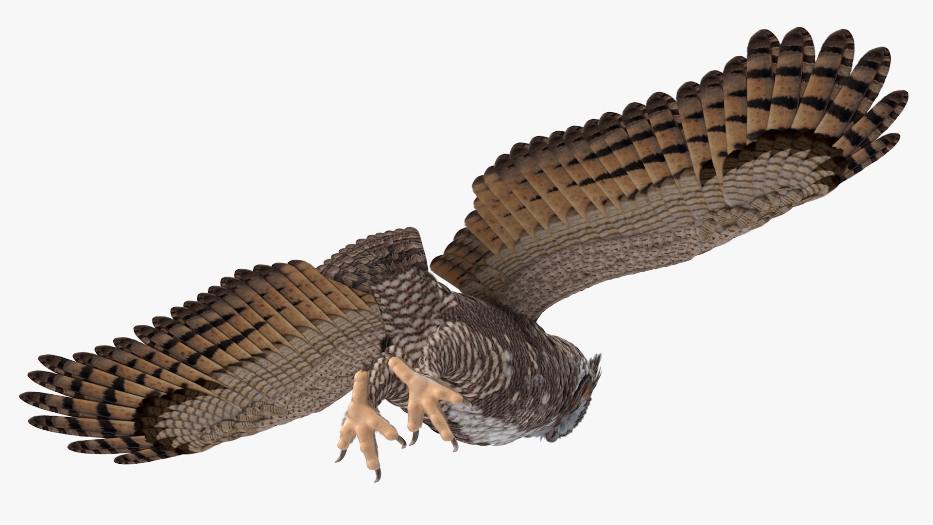 great horned owl rigged 3D model https://p.turbosquid.com/ts-thumb/Ka/WfoUja/dqBJ4719/greathornedowlriggedvray3dmodel016/jpg/1583881065/1920x1080/fit_q87/6425166f9bd9d35921374427d57bf411b79087cf/greathornedowlriggedvray3dmodel016.jpg