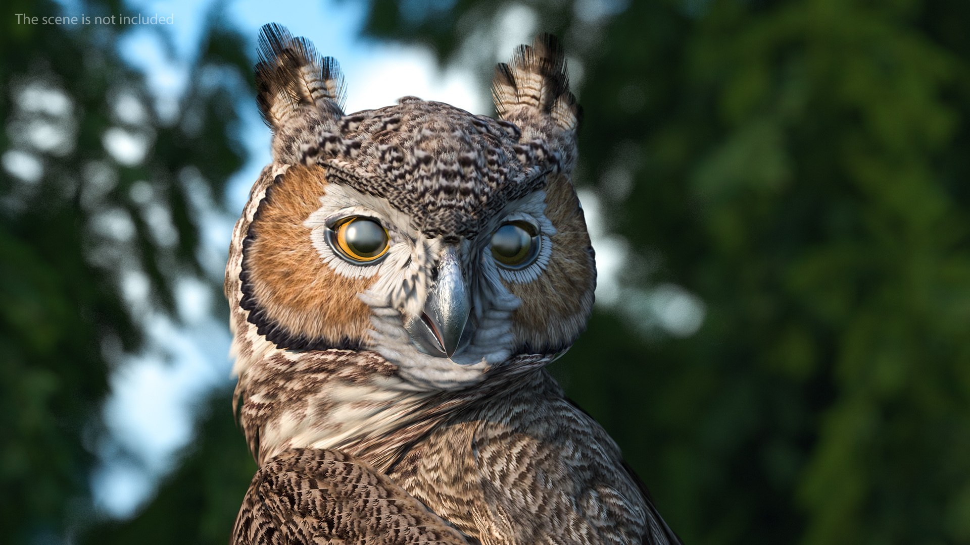 great horned owl rigged 3D model https://p.turbosquid.com/ts-thumb/Ka/WfoUja/kUAo1UHA/greathornedowlriggedvray3dmodel006/jpg/1583881035/1920x1080/fit_q87/8b2913be47b1f8041088a6767a446aeba9eaf305/greathornedowlriggedvray3dmodel006.jpg