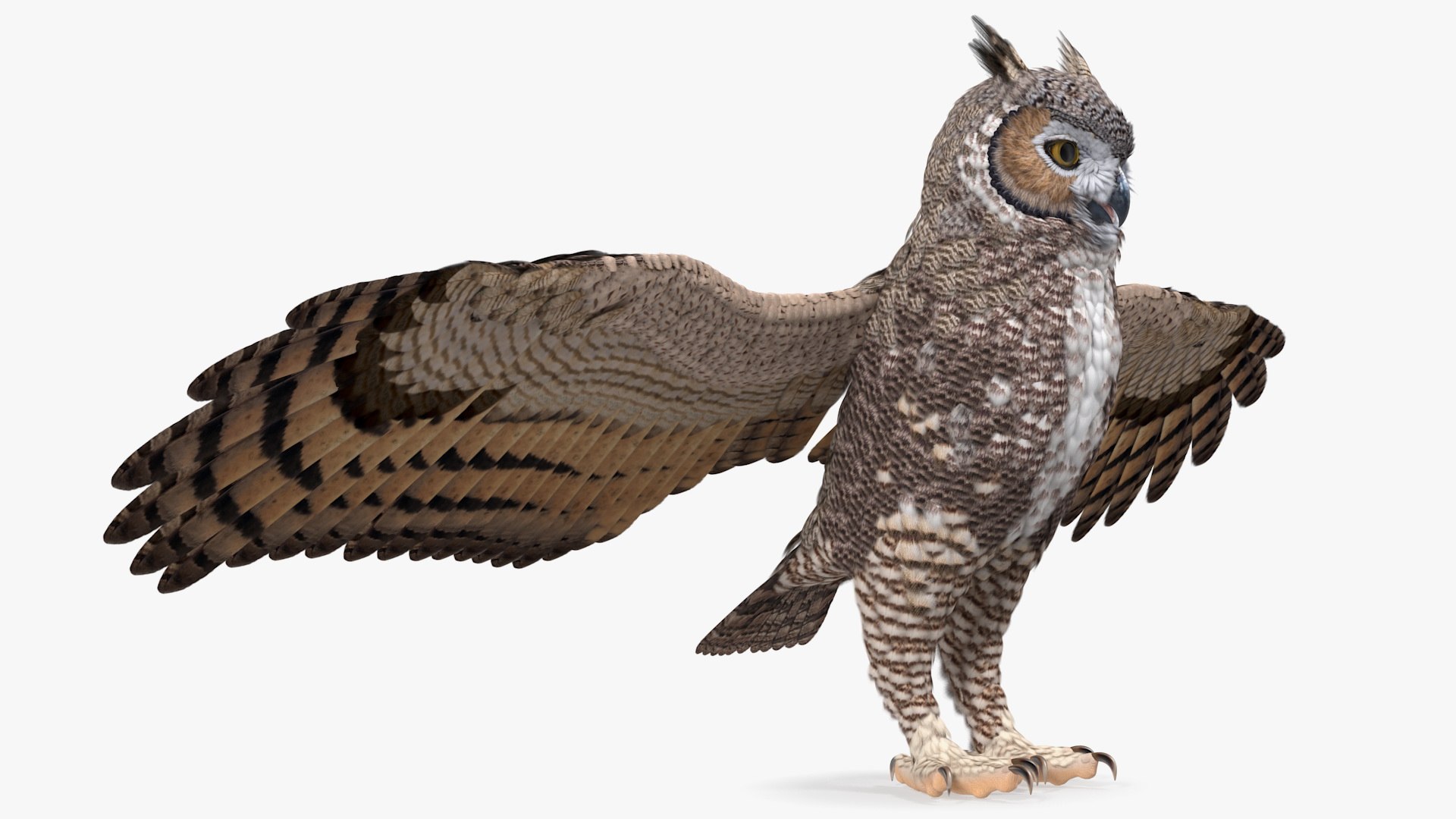 great horned owl rigged 3D model https://p.turbosquid.com/ts-thumb/Ka/WfoUja/plxozHgK/greathornedowlriggedvray3dmodel013/jpg/1583881056/1920x1080/fit_q87/d8f4b1d6408871c533d84b2ba95e4f2cd1b11d8c/greathornedowlriggedvray3dmodel013.jpg