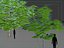Walnut (Juqlans regia)