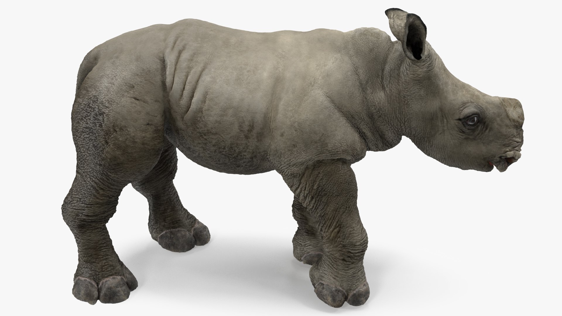 3D baby rhino rigged https://p.turbosquid.com/ts-thumb/Ka/bC5pkm/AIaPeDZR/babyrhinorigged3dsmodel018/jpg/1609942010/1920x1080/fit_q87/cadb0b98e431766d6398906c41827fb9822ea7a1/babyrhinorigged3dsmodel018.jpg