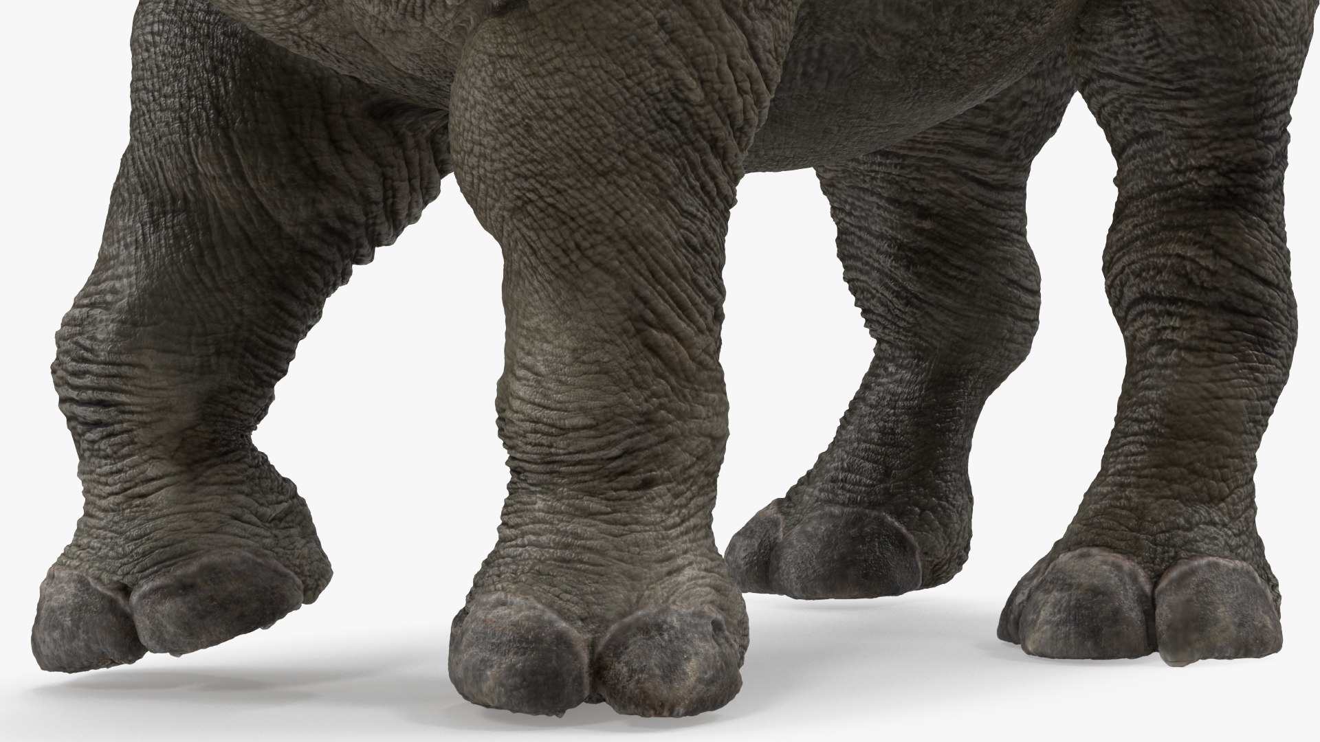 3D baby rhino rigged https://p.turbosquid.com/ts-thumb/Ka/bC5pkm/AMga7wYr/babyrhinorigged3dsmodel028/jpg/1609942051/1920x1080/fit_q87/07cdae9efc208df4e5be43d956a7a0607b06aff7/babyrhinorigged3dsmodel028.jpg