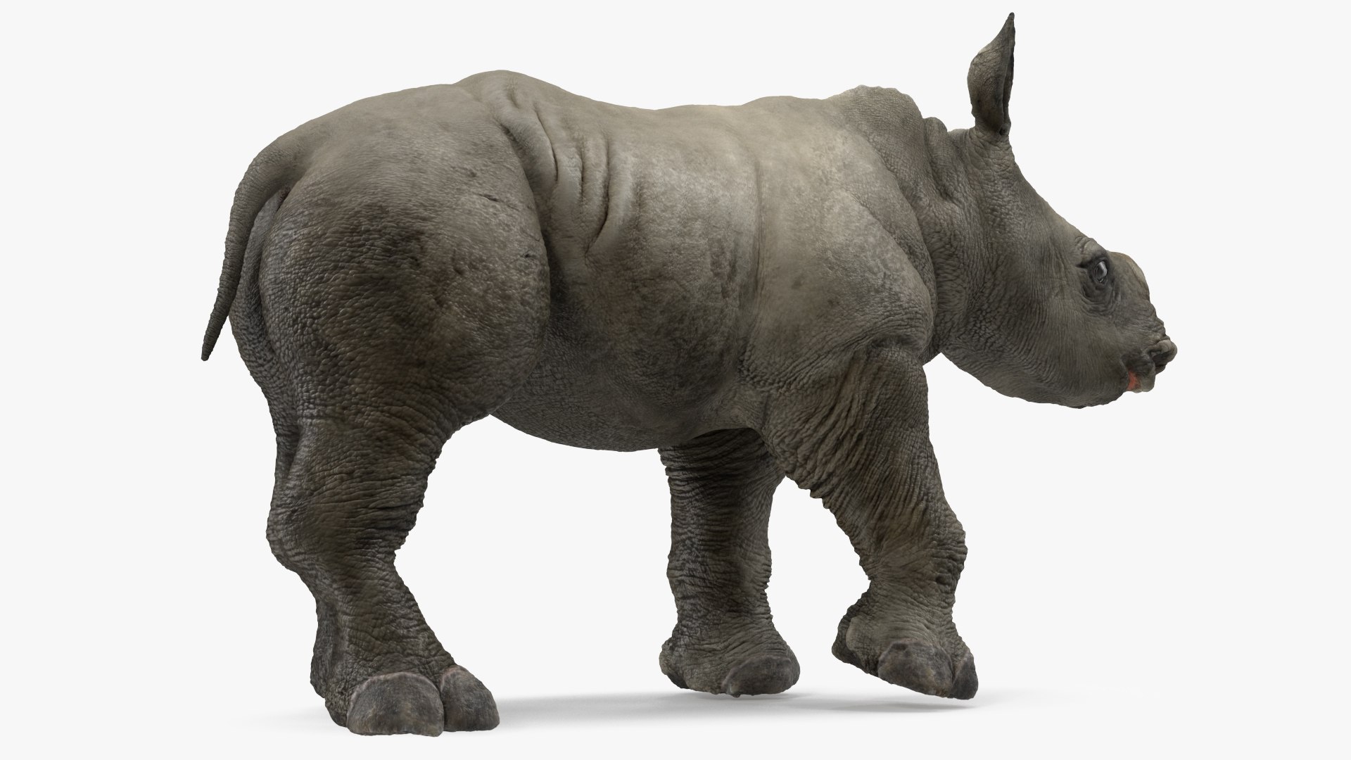 3D baby rhino rigged https://p.turbosquid.com/ts-thumb/Ka/bC5pkm/DBqLhli4/babyrhinorigged3dsmodel022/jpg/1609942027/1920x1080/fit_q87/9ee2845c917b23aaab0504faa21a92af46d0d4e6/babyrhinorigged3dsmodel022.jpg